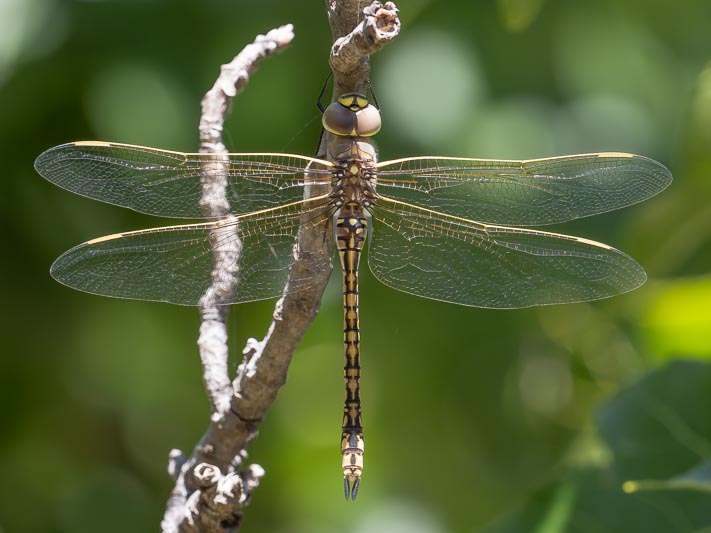 JX248355 Anax papuensis (Australian Emperor) female.jpg